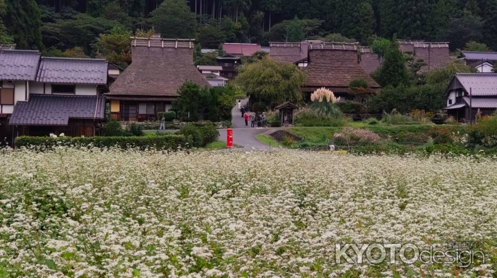 美山かやぶきの里　蕎麦の花