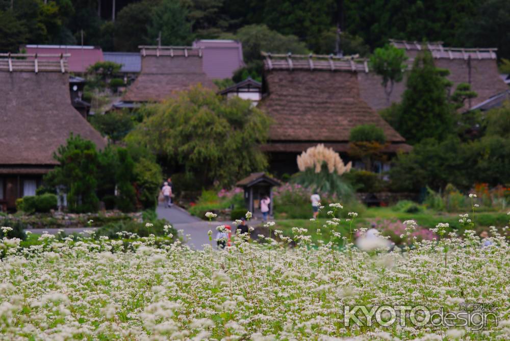 美山かやぶきの里　蕎麦の花2