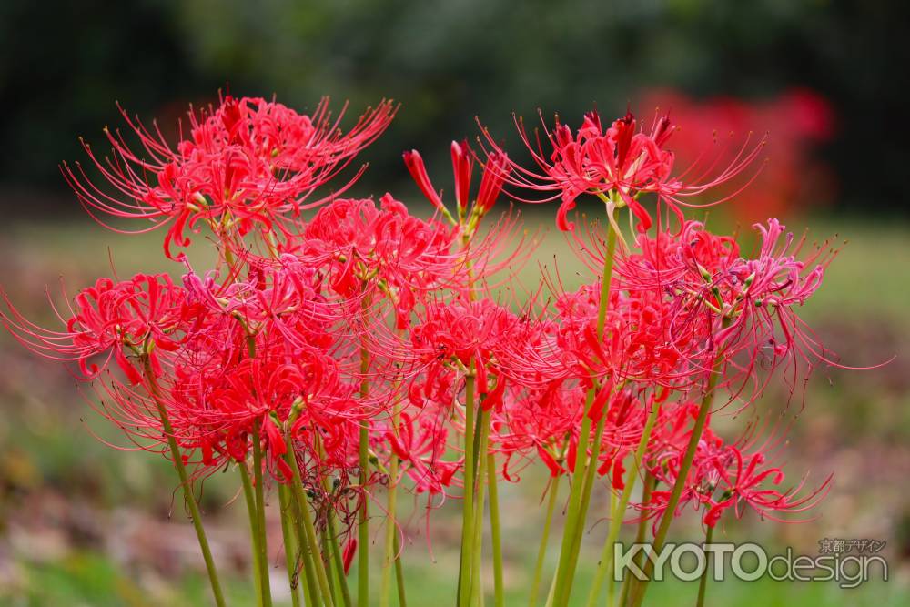 京都府立植物園　彼岸花