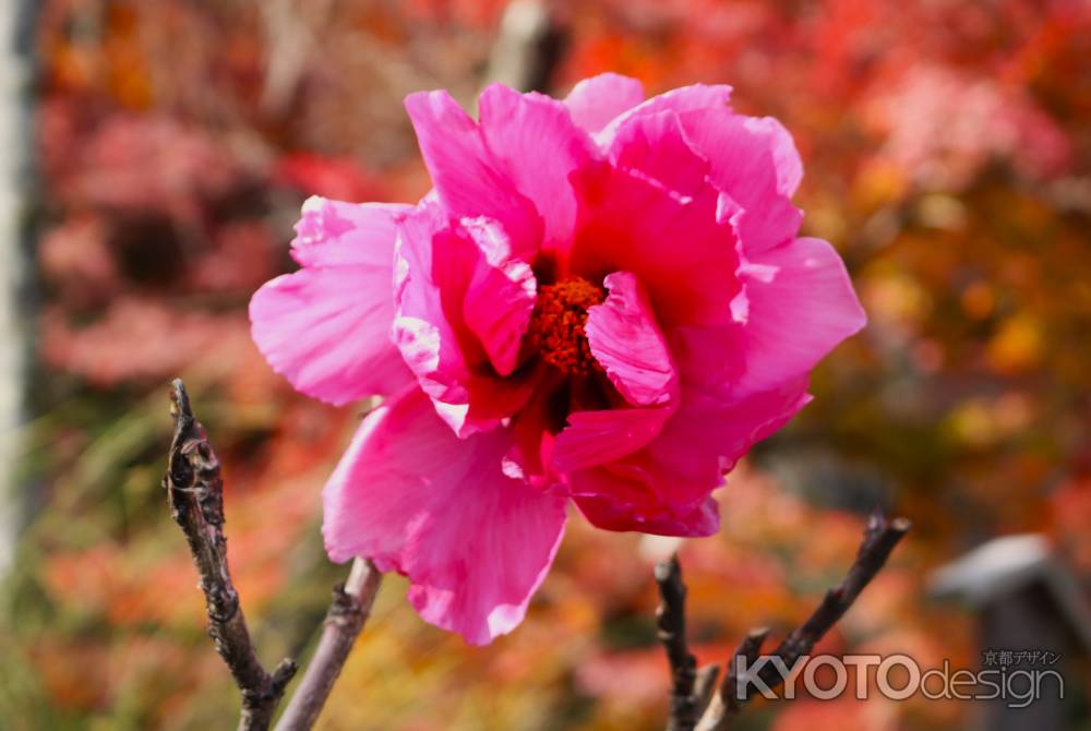 天龍寺　関牡丹