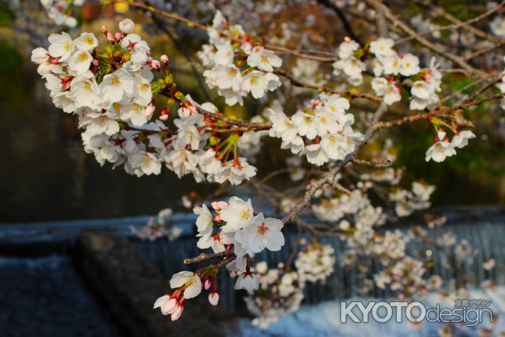 嵐山公園の桜2
