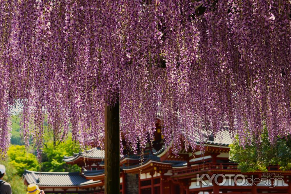 平等院満開の藤