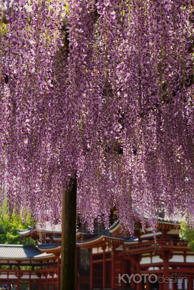 平等院鳳凰堂と藤