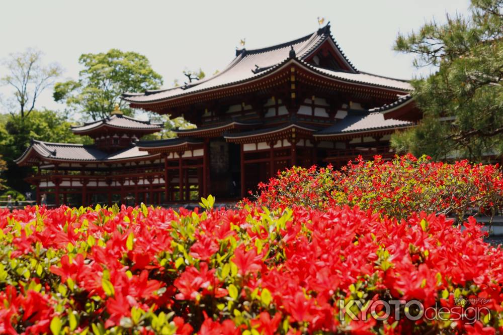 平等院のつつじ