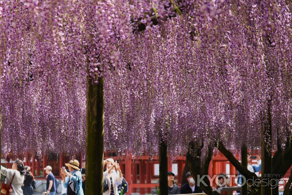 宇治平等院の藤