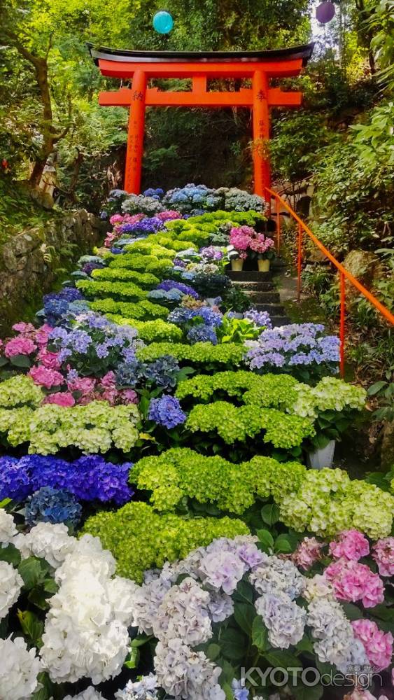 柳谷観音 あじさいと鳥居