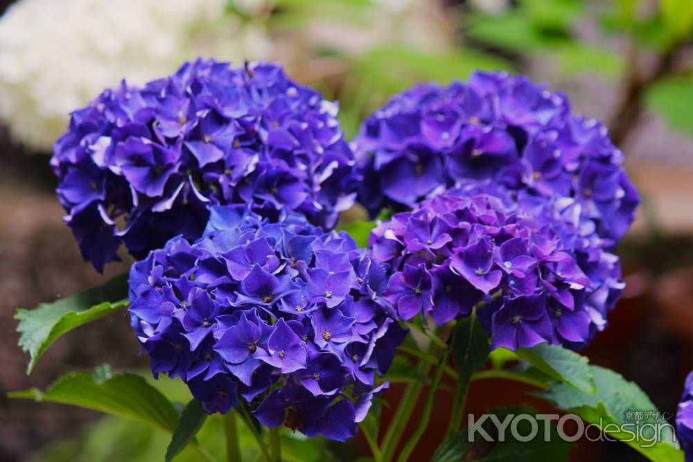 観音寺のあじさい紫
