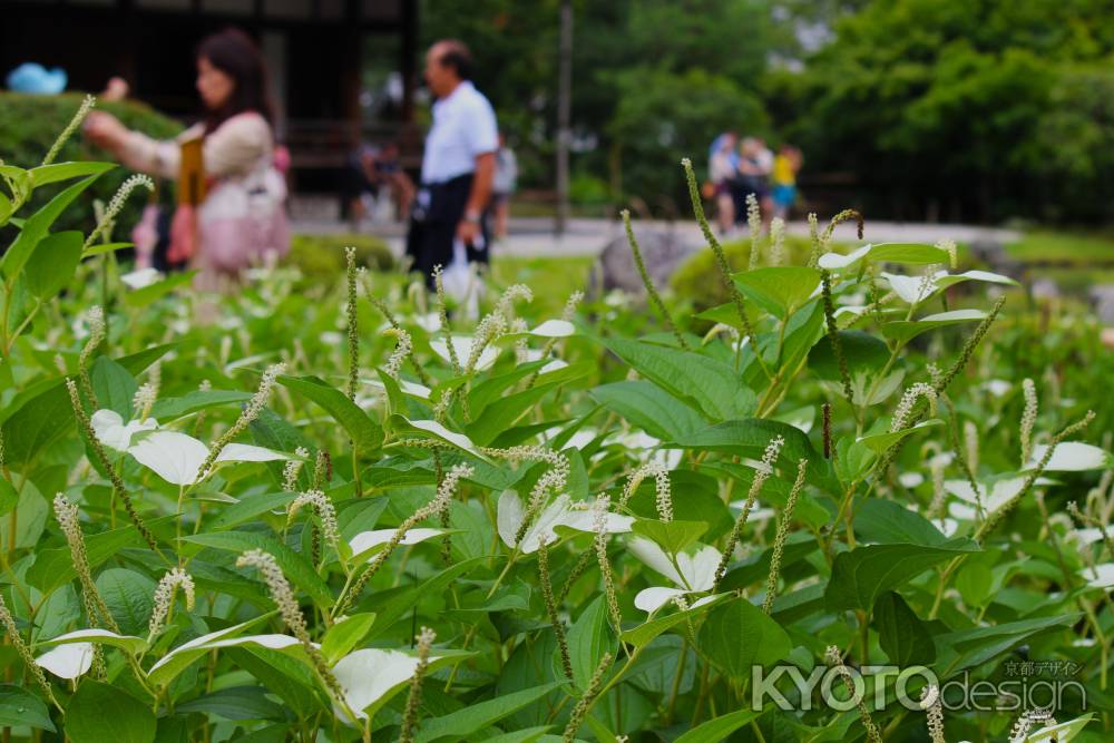 天龍寺半夏生 2