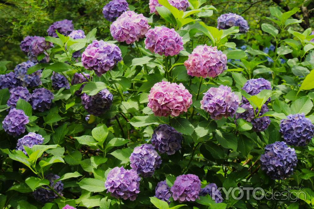 天龍寺紫陽花