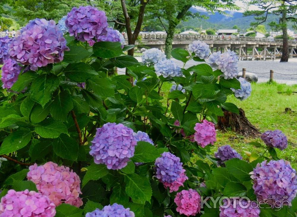 嵐山公園紫陽花