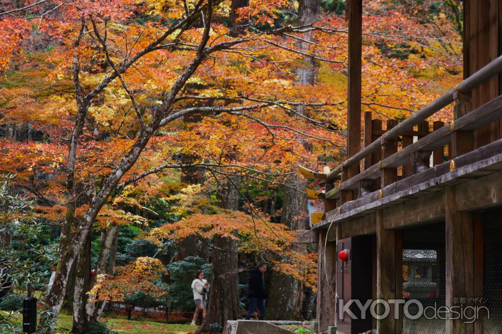 大原三千院 覆いかぶさる紅葉