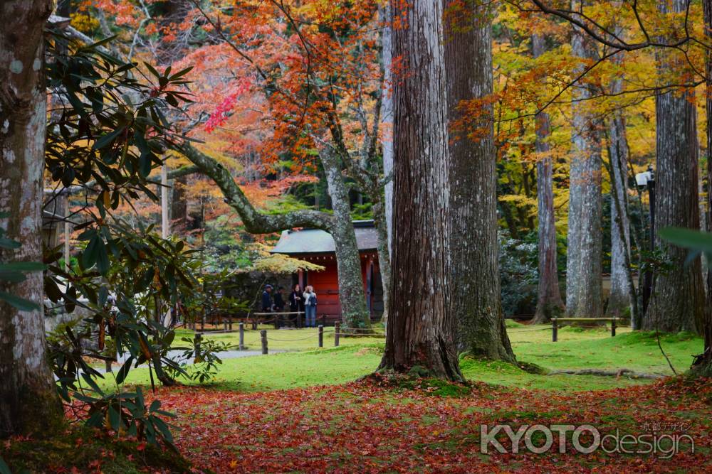 大原三千院 苔と落葉のコラボ