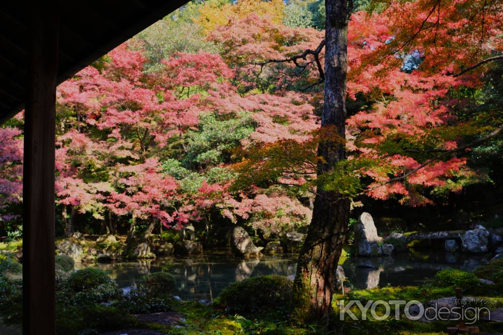蓮華寺の紅葉 ④