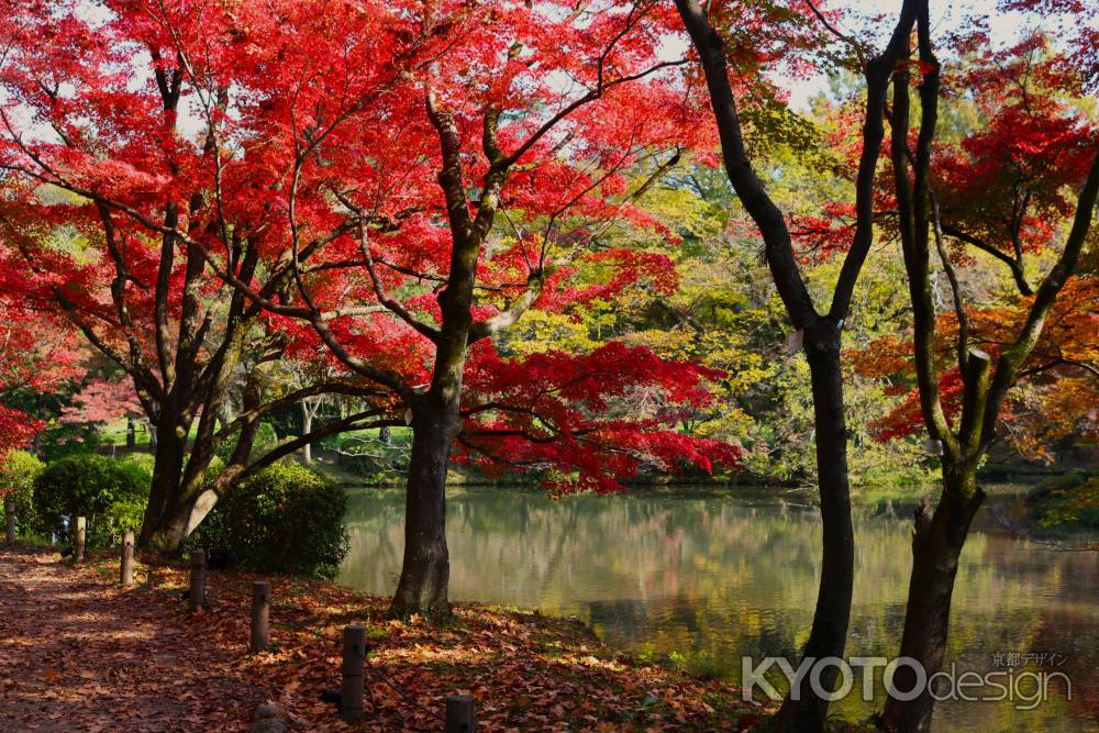 京都府立植物園の紅葉 ③