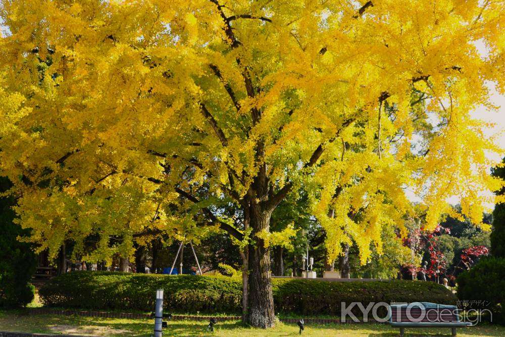 京都府立植物園のイチョウ