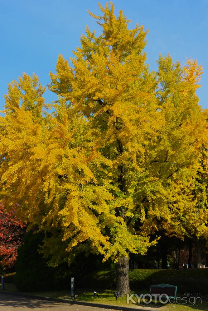 京都府立植物園の紅葉 ⑤