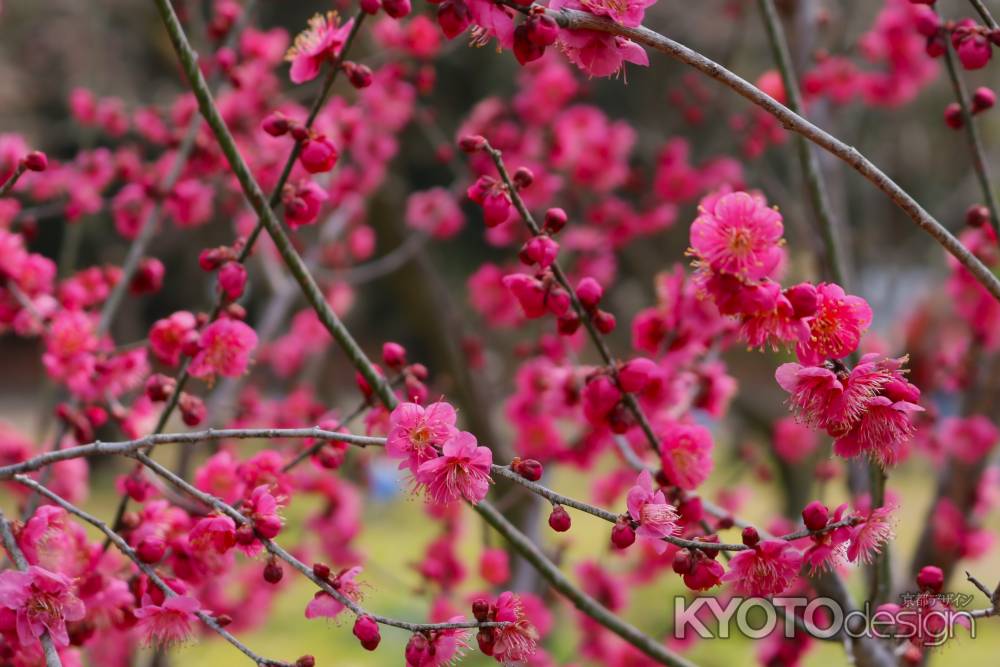 京都府立植物園　紅梅2