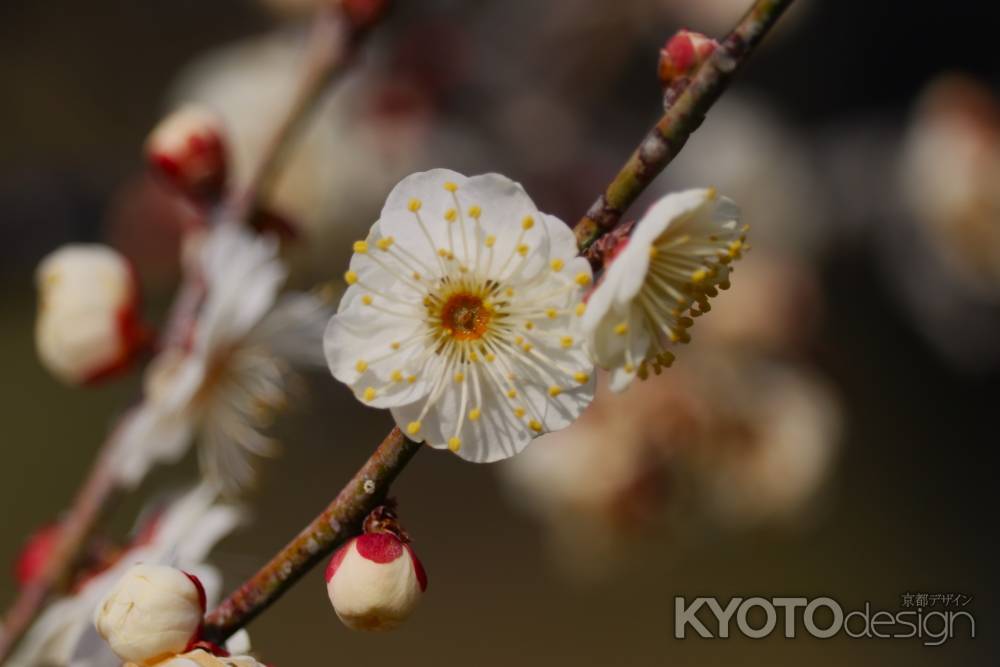 京都府立植物園　白梅