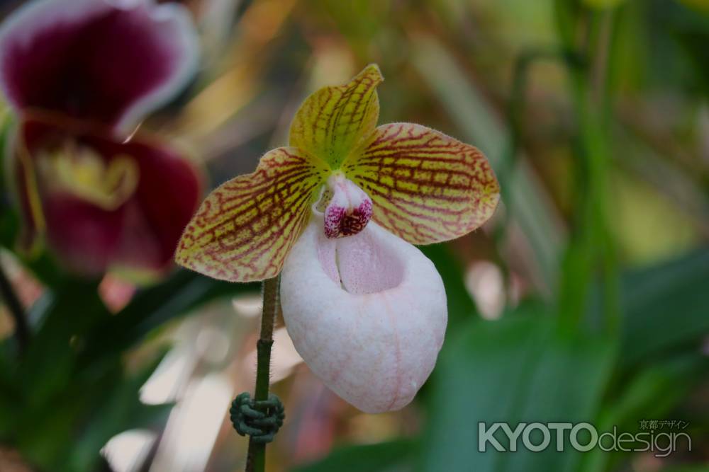 京都府立植物園　温室　ラン