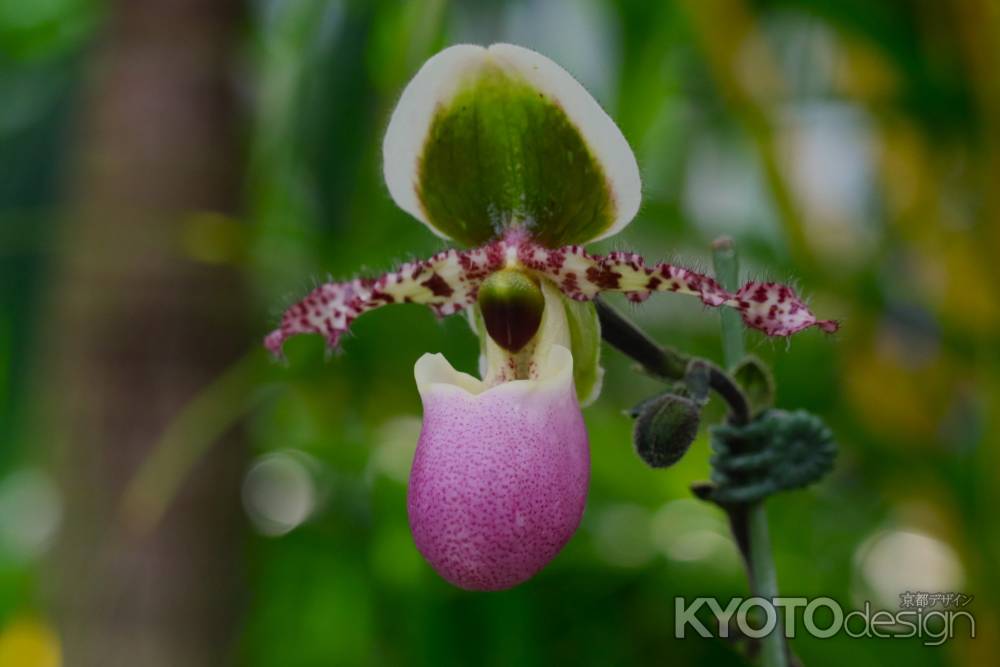 京都府立植物園　温室　ラン
