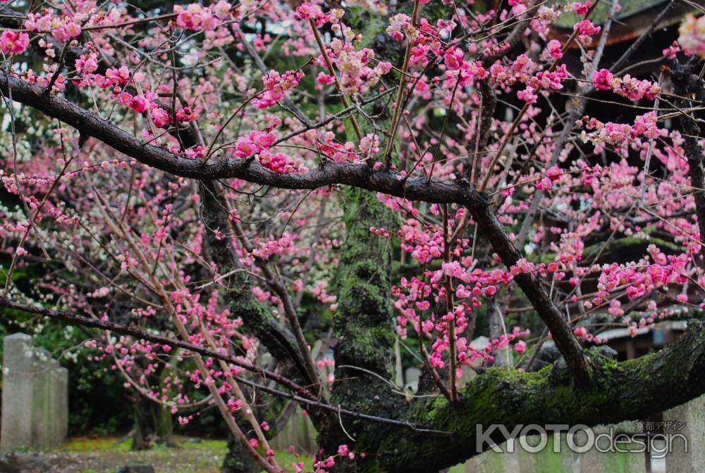 城南宮枝垂れ梅と椿まつり