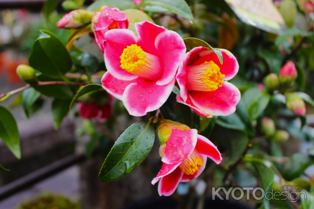 城南宮枝垂れ梅と椿まつり2