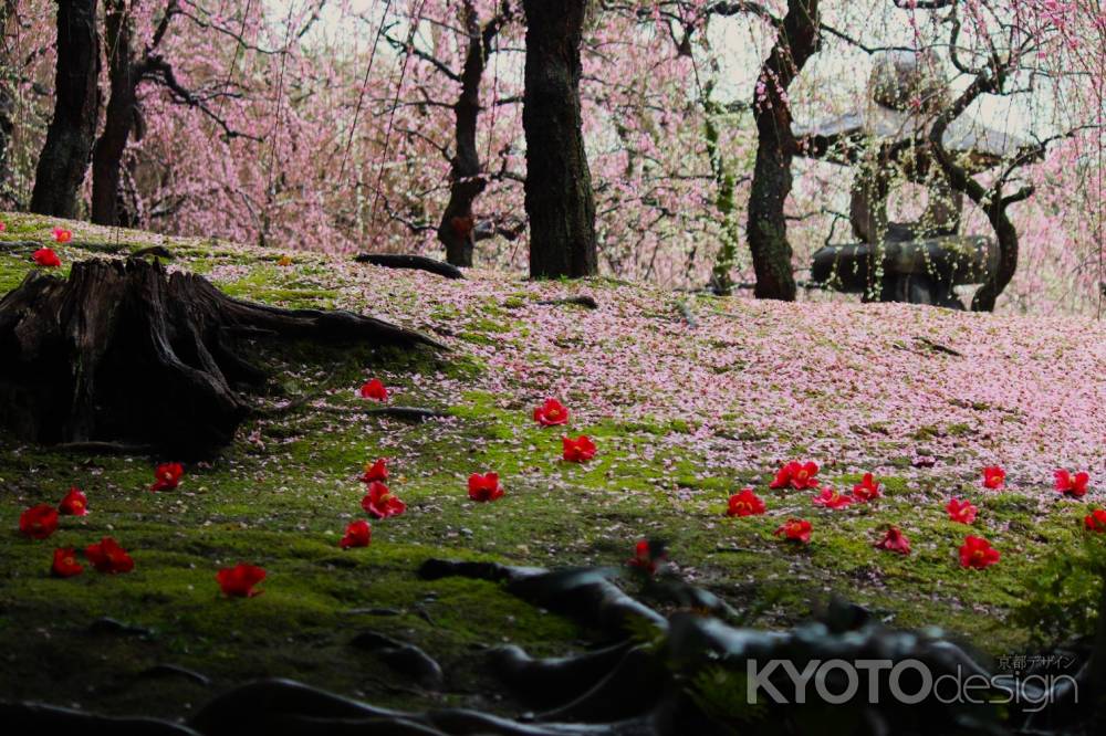 城南宮枝垂れ梅と椿のコラボ
