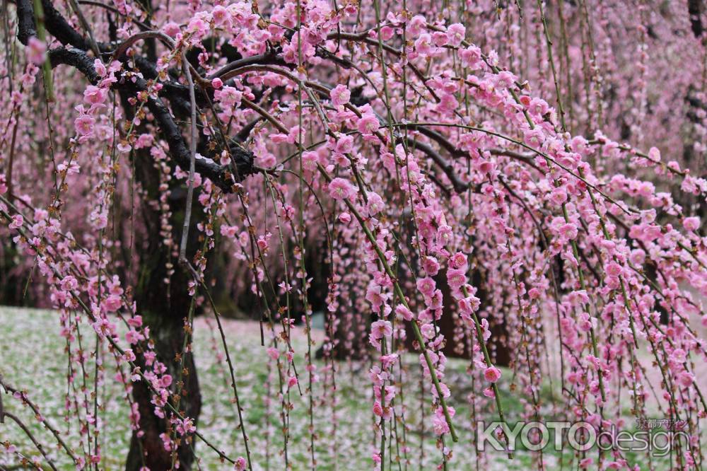 城南宮枝垂れ梅と椿まつり4