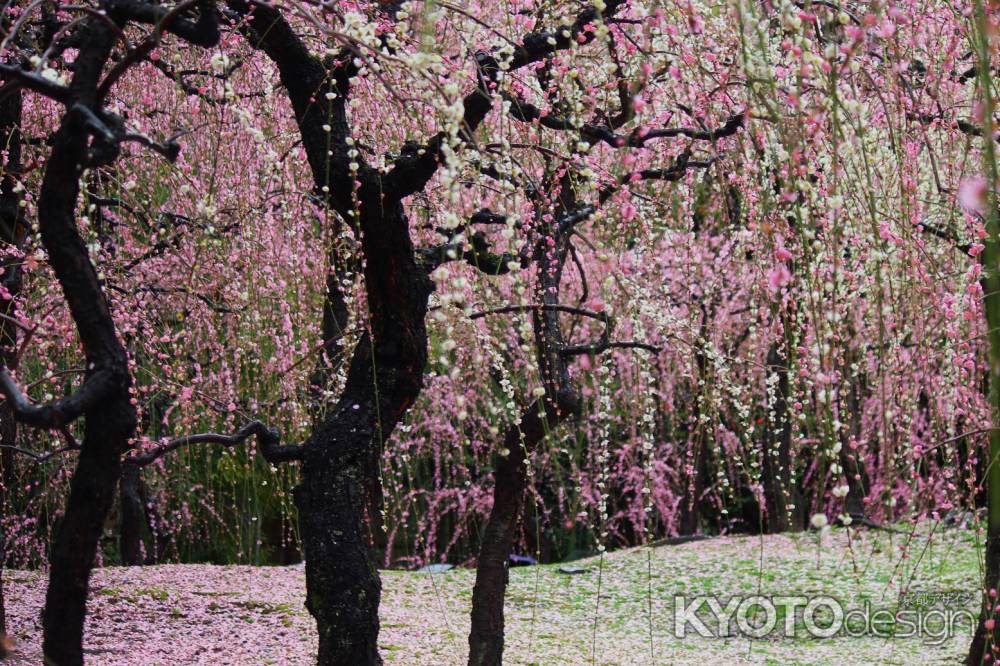 城南宮枝垂れ梅と椿まつり5