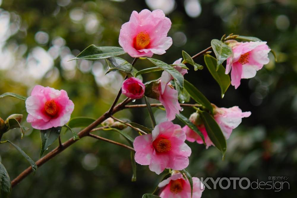 城南宮枝垂れ梅と椿まつり7