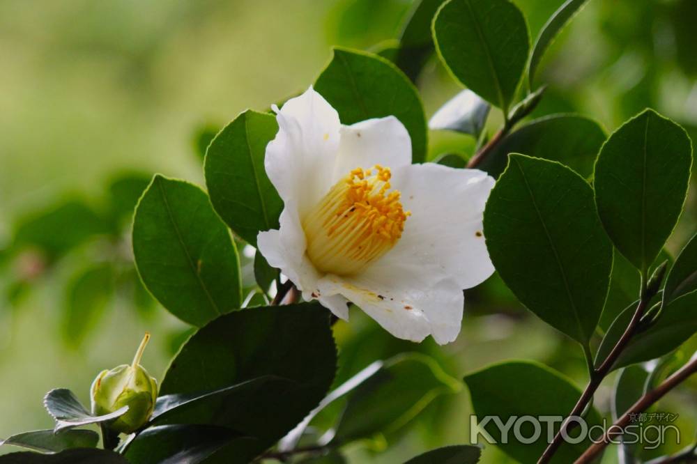 城南宮枝垂れ梅と椿まつり7