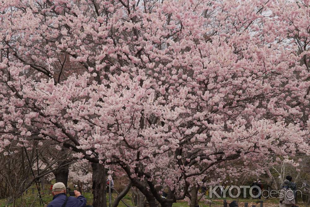 京都府立植物園　さくら