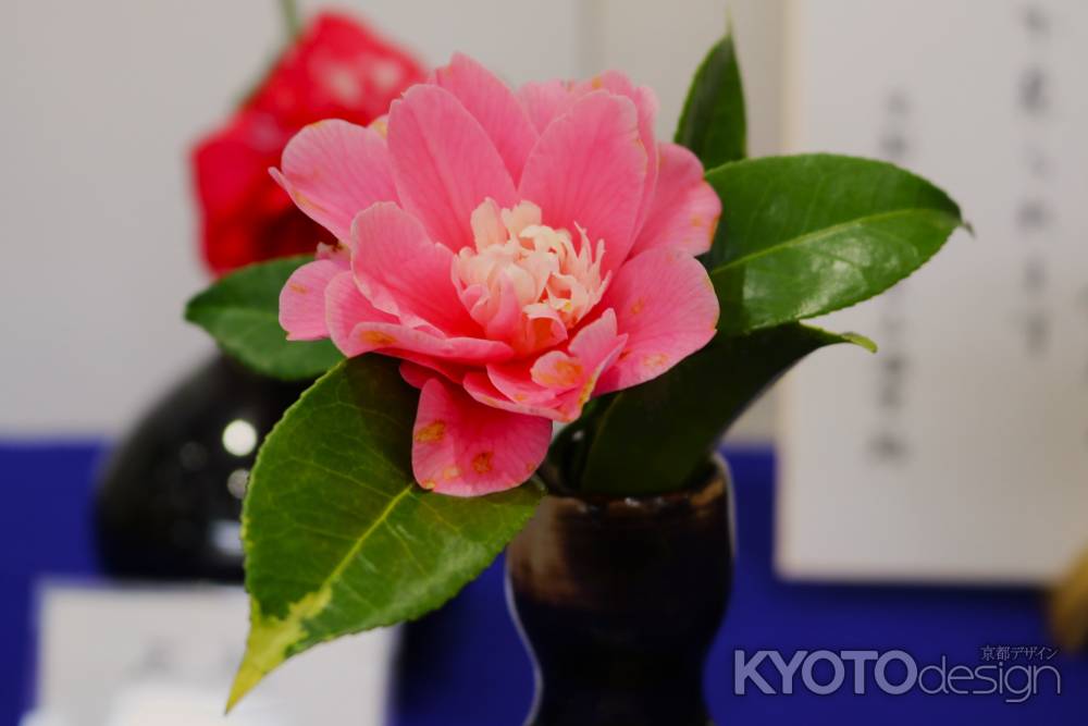 京都府立植物園　椿展