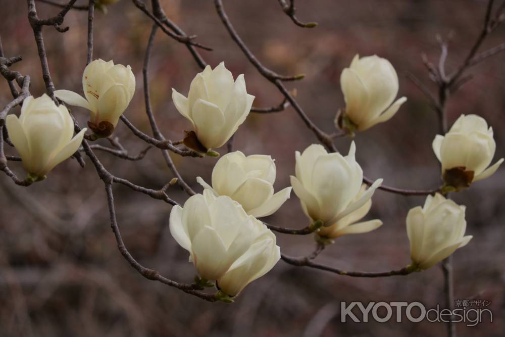 京都府立植物園　モクレン
