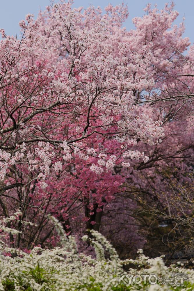 京都府立植物園　さくら