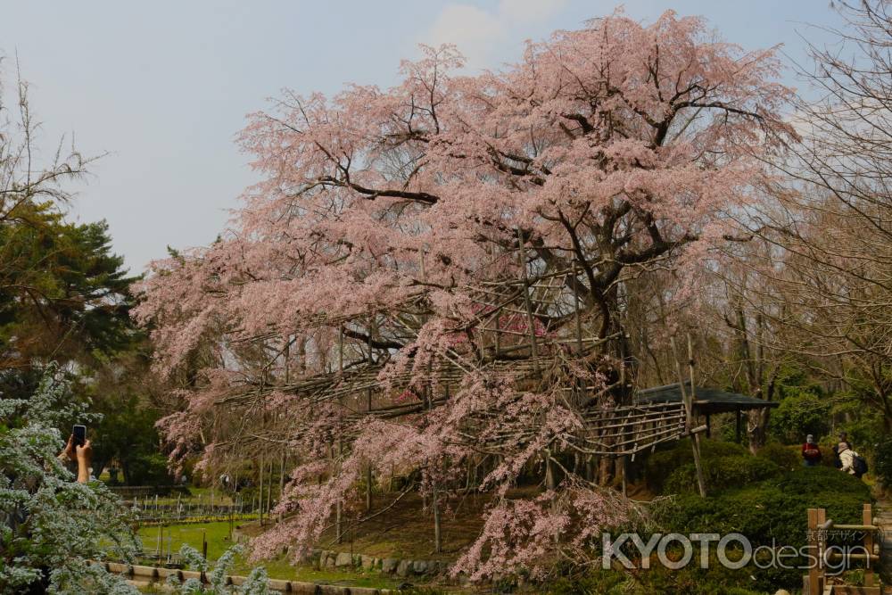 京都府立植物園　枝垂れ桜