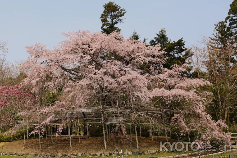 京都府立植物園　枝垂れ桜