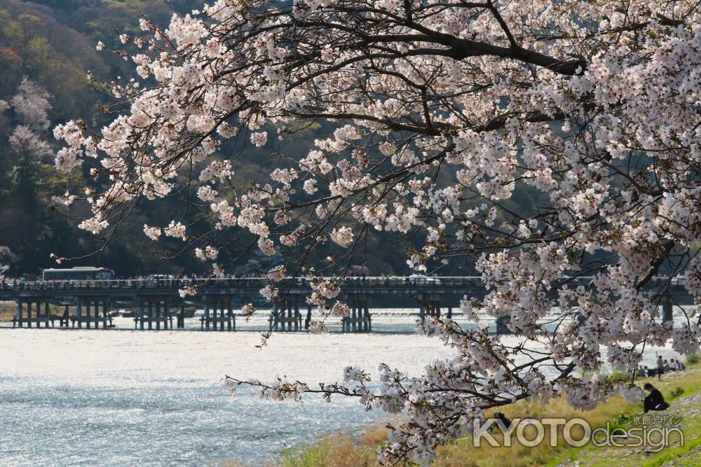 嵐山公園　渡月橋と桜