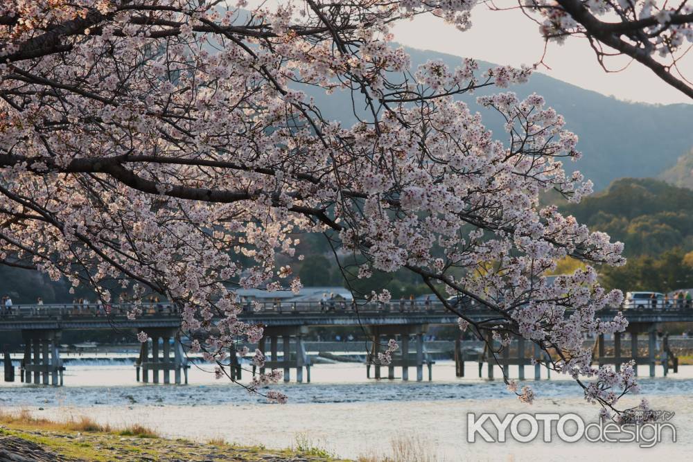 嵐山公園　渡月橋と桜