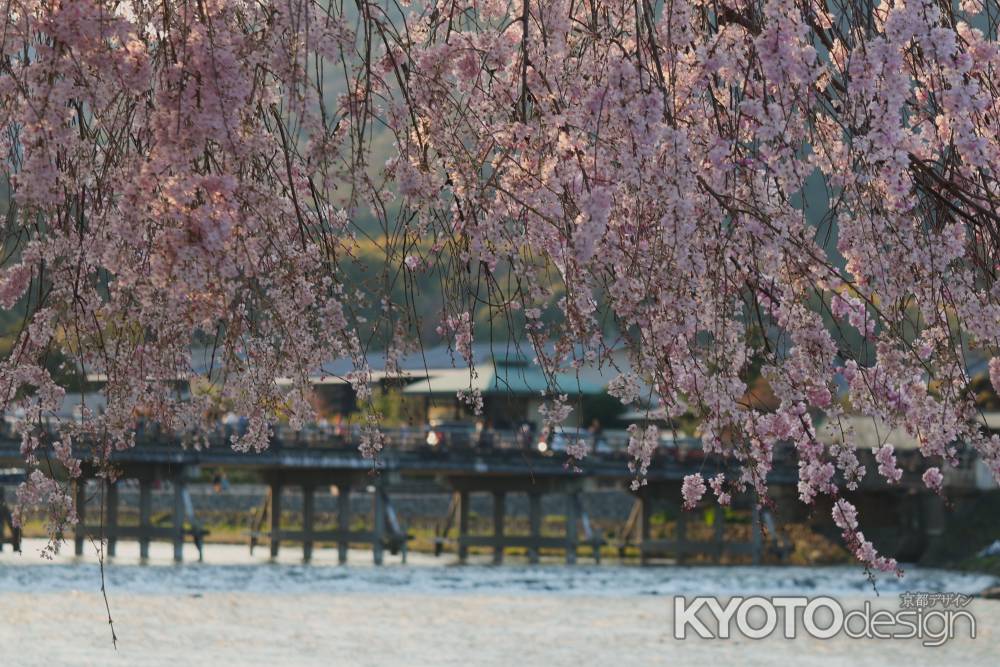嵐山公園　渡月橋と枝垂れ桜