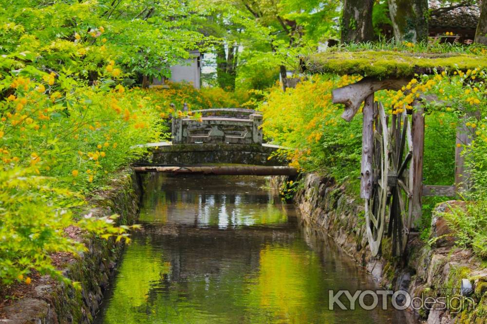 松尾大社の山吹
