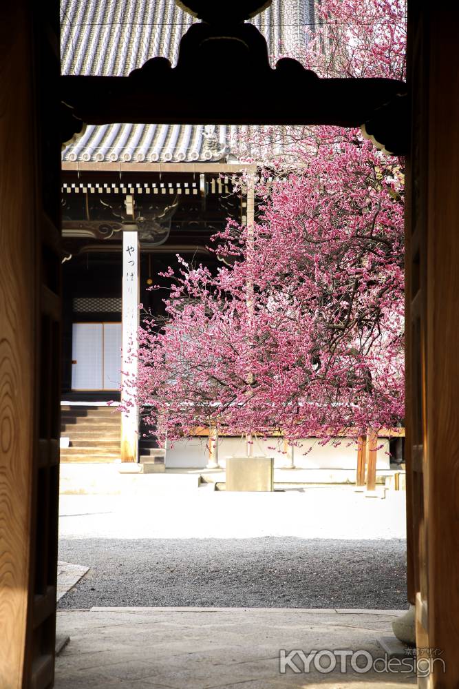 興正寺と紅梅と門