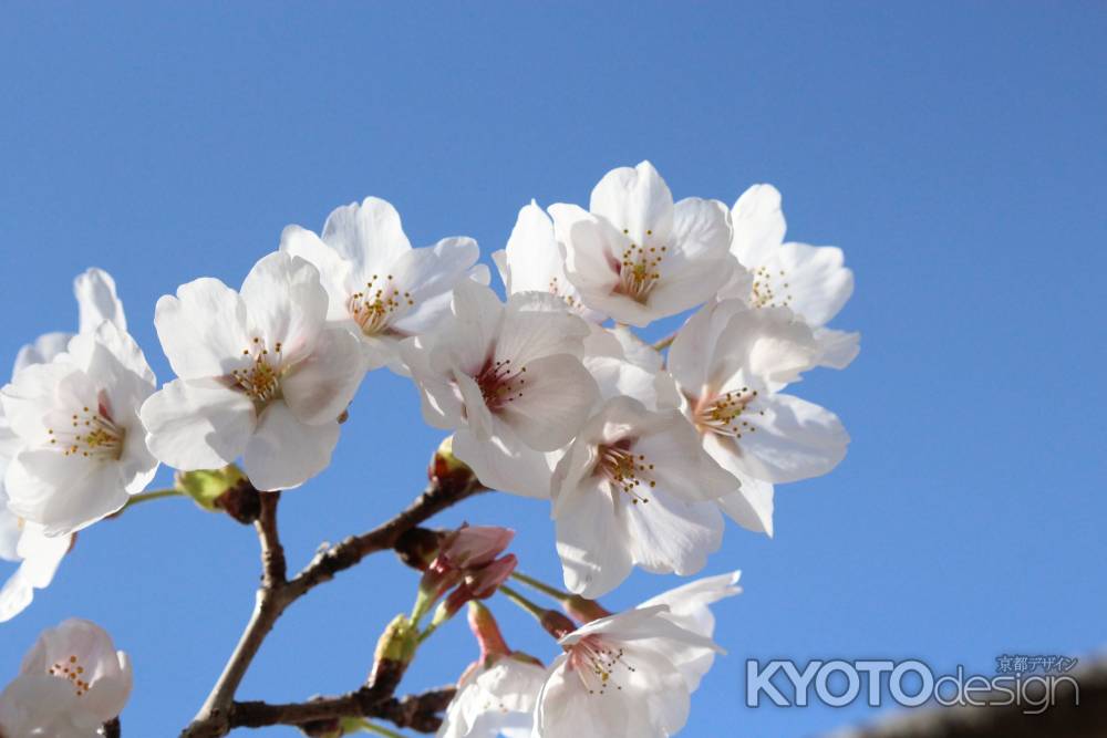 青空にサクラ