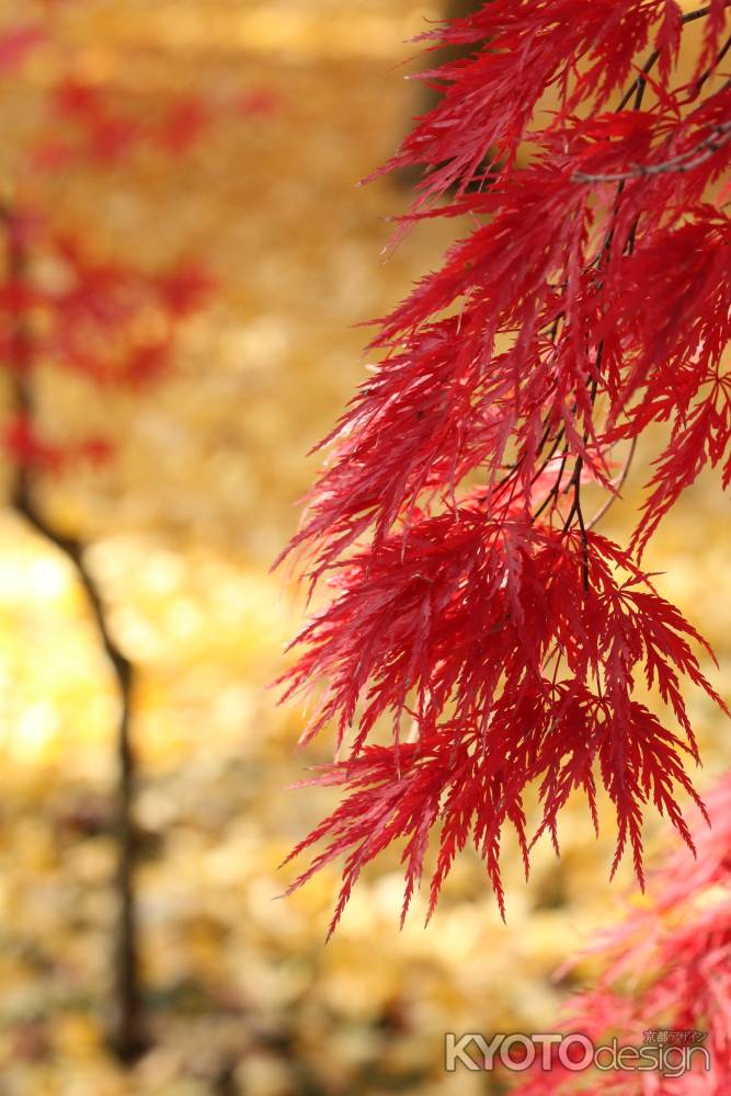 永観堂　しだれ紅葉