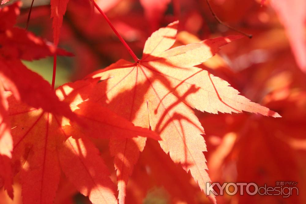 紅葉と日陰