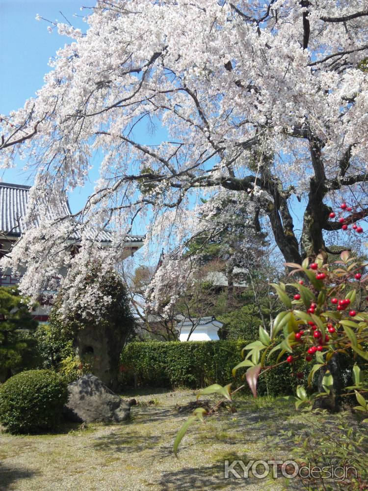 萬福寺の桜