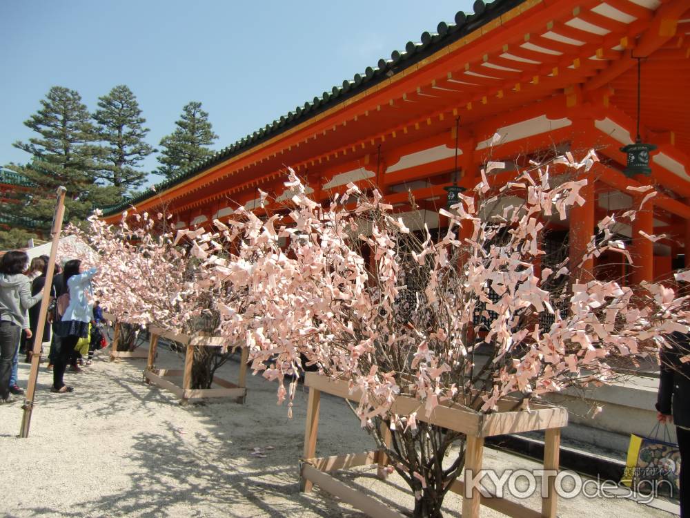 平安神宮　桜おみくじ