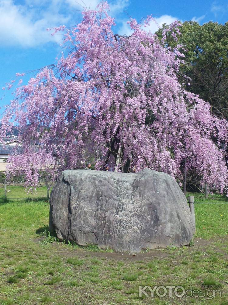 京都の桜