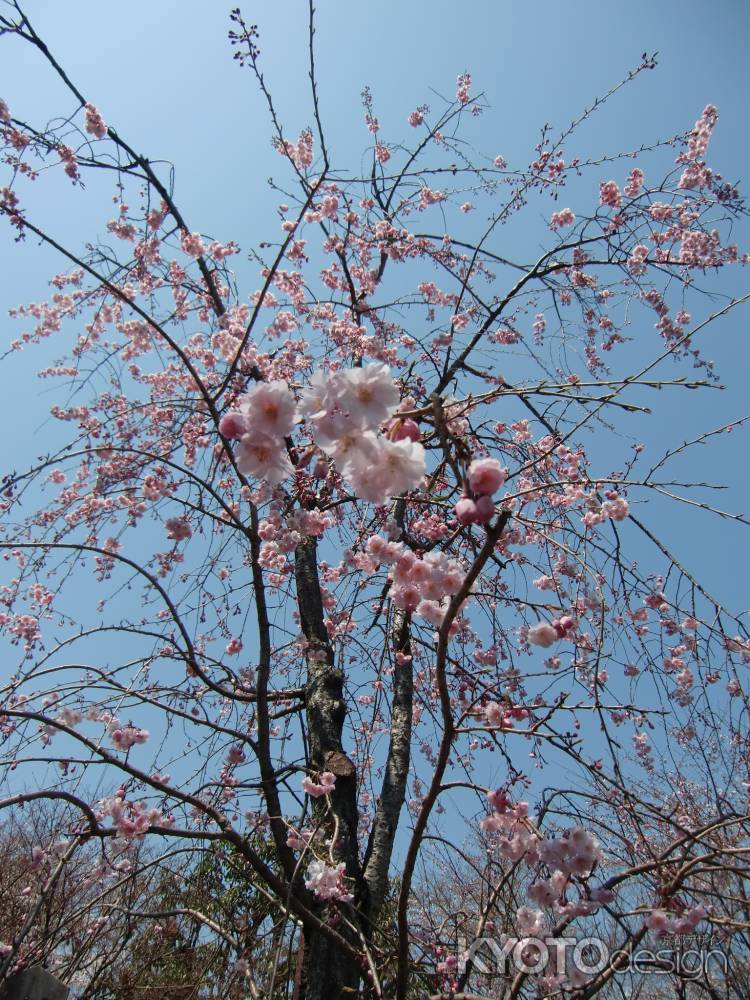 萬福寺の桜2