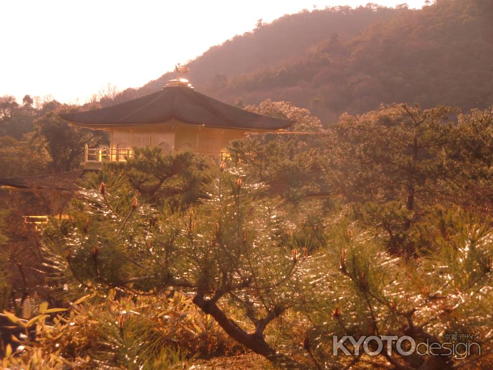 夕方の金閣寺